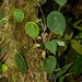Peperomia choroniana - Photo (c) René Stalder, some rights reserved (CC BY-NC), uploaded by René Stalder