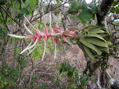 Tillandsia streptophylla