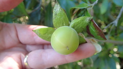 Diospyros simii