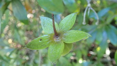 Diospyros simii
