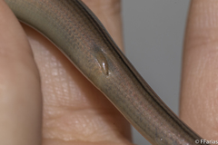 Ophiodes fragilis