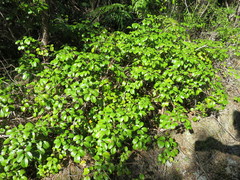 Rubus australis