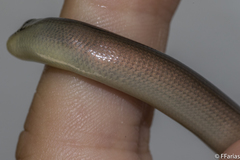 Ophiodes fragilis