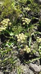 Lomatium dasycarpum