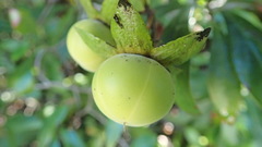 Diospyros simii
