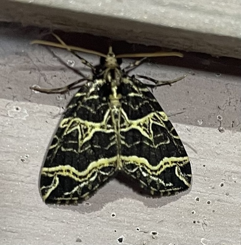 Polyclysta gonycrota