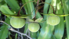Diospyros simii