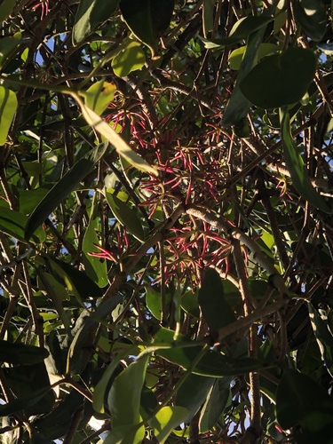 Amyema plicatula, photograph 1