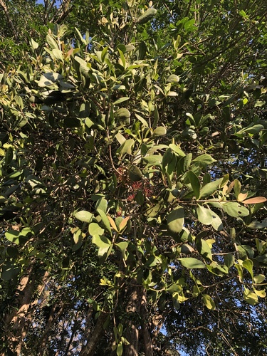Amyema plicatula