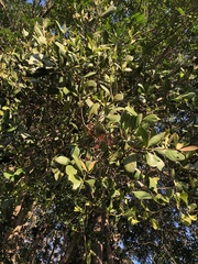 Amyema plicatula