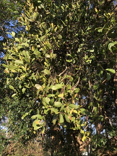 Amyema plicatula, photograph 3