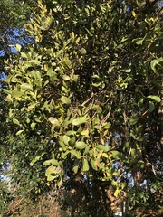 Amyema plicatula, photograph Samuel Frankel, CC BY, iNaturalist via GBIF
