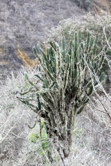Armatocereus godingianus