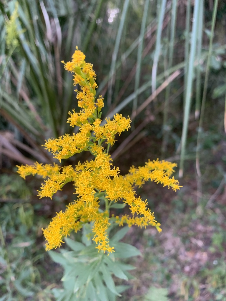 goldenrods from S Main St, Gainesville, FL, US on October 10, 2023 at
