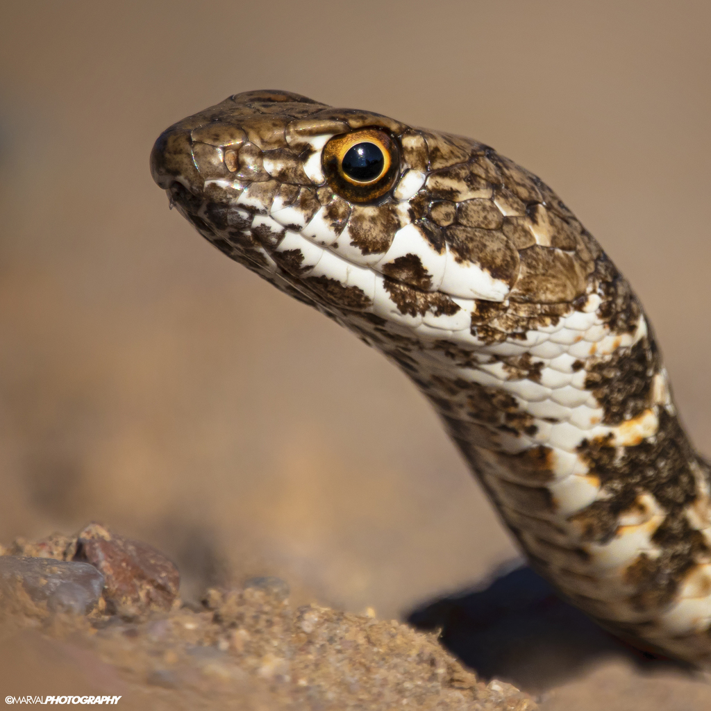 Baja California Coachwhip from La Paz, B.C.S., México on September 24 ...