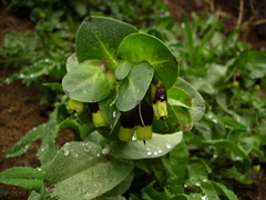 Cerinthe major image