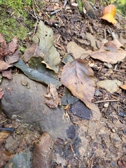 Lithobates sylvaticus image