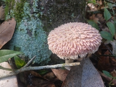 Boletellus ananas image