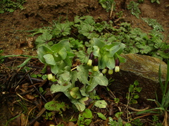 Cerinthe major image