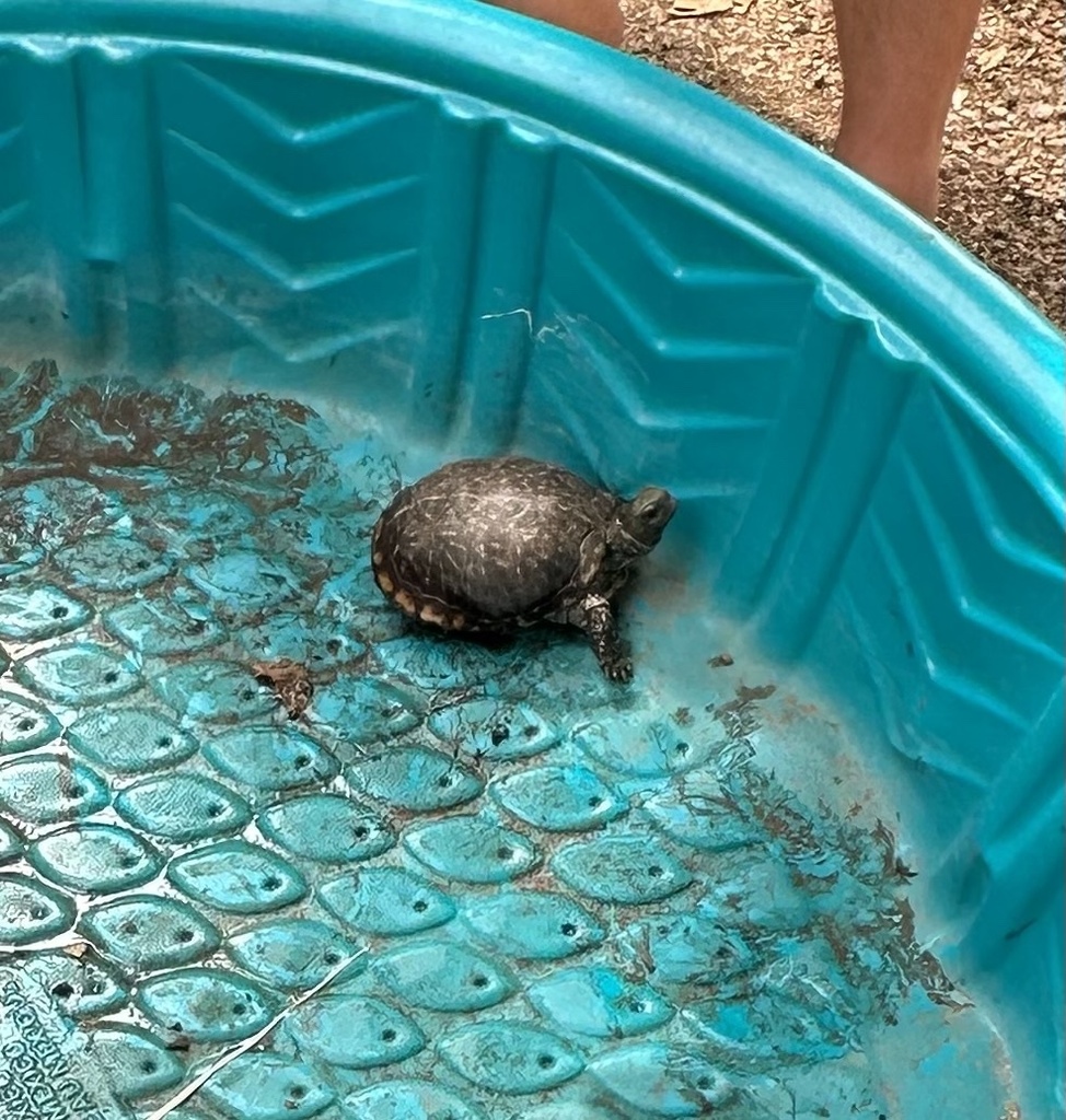 Box Turtles in September 2023 by ari853 · iNaturalist