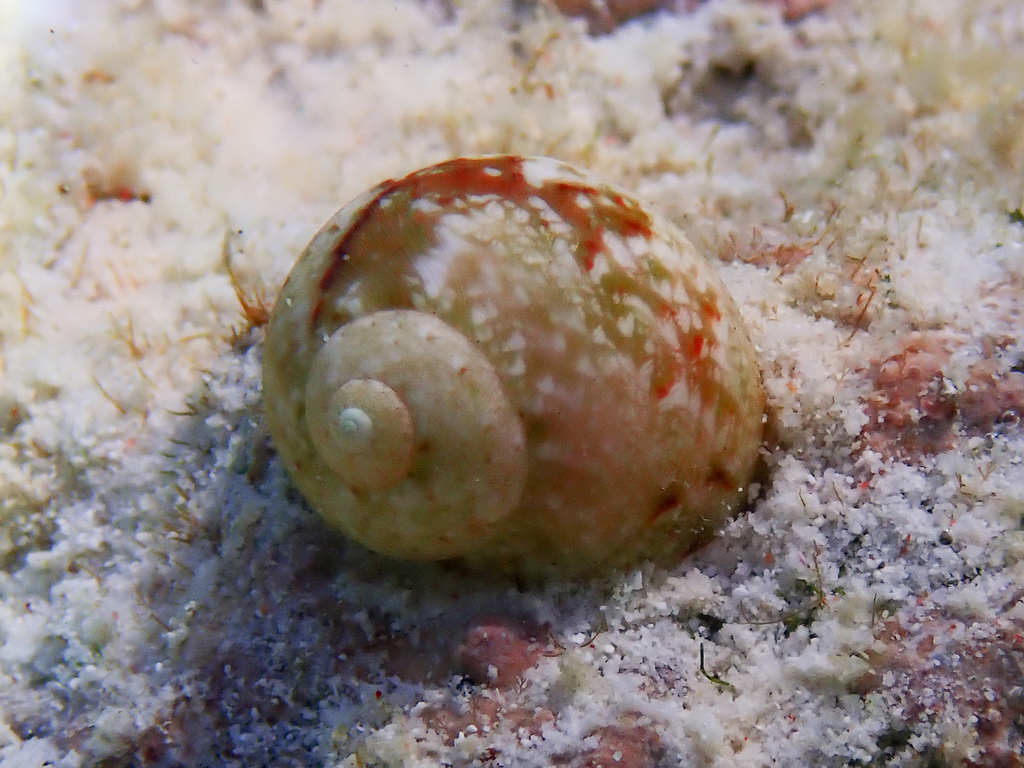 Chrysostoma paradoxum