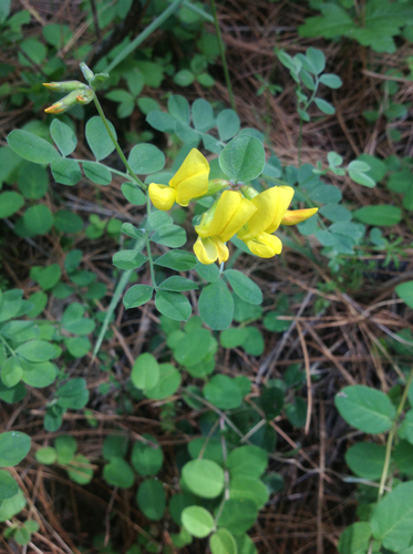 chaparral bird's-foot trefoil (Lotus grandiflorus var. macranthus)