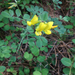 Chaparral Bird's-foot Trefoil - Photo (c) Gary Griffith, some rights reserved (CC BY-NC-SA), uploaded by Gary Griffith