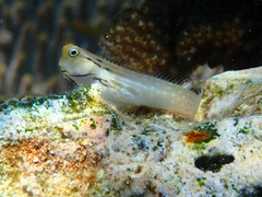 Pale-Spotted Combtooth Blenny photo 2