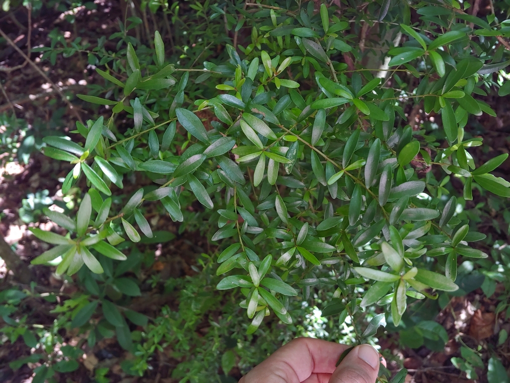 Neea buxifolia; photograph (c) Kurt Miller, some rights reserved (CC BY-SA)
