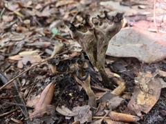 Craterellus fallax image