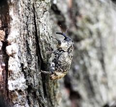 Cryptorhynchus lapathi