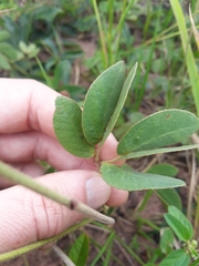 Mimosa debilis