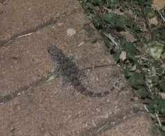 Chondrodactylus turneri