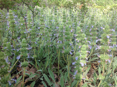 Salvia sonomensis