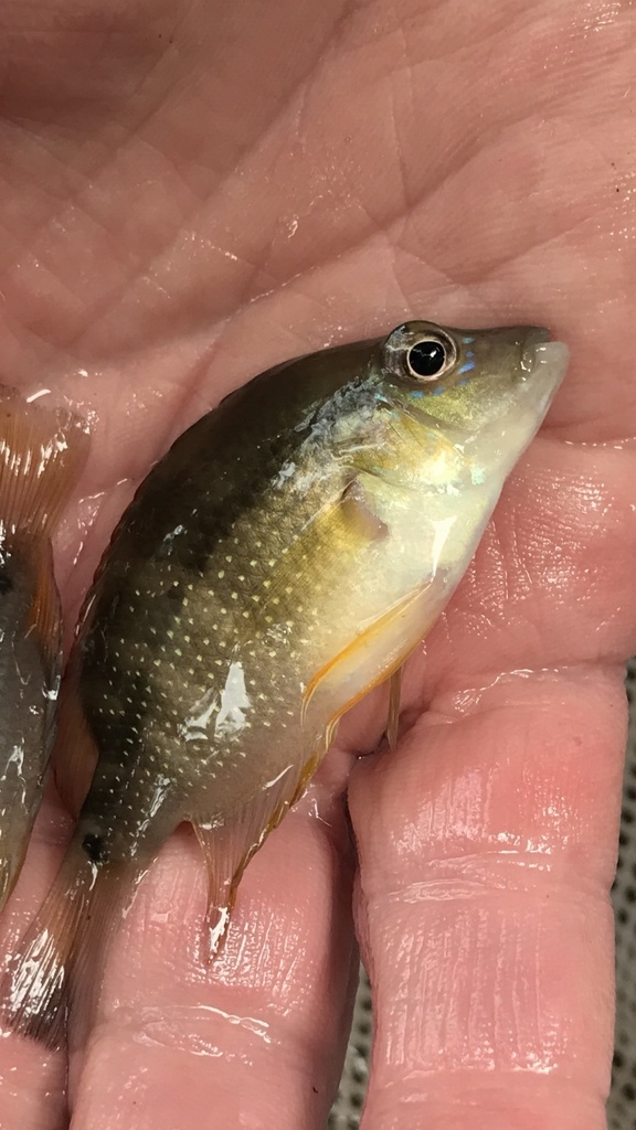 Pearl Cichlid