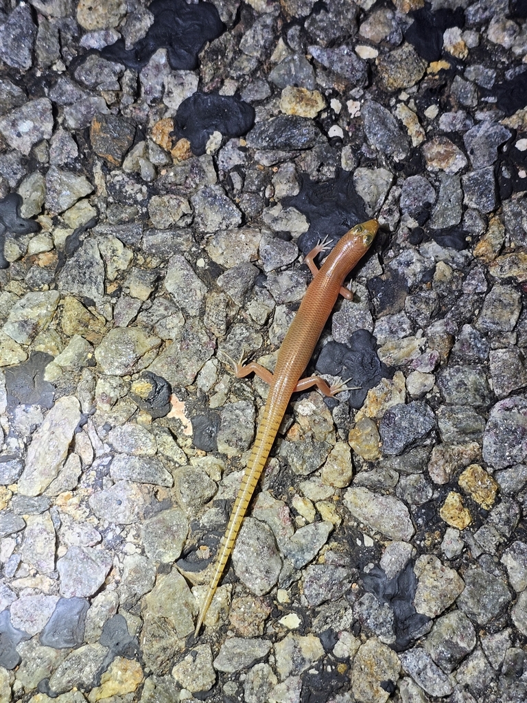 Western Narrow-Banded Skink
