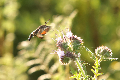 Hummingbird hawk-moth