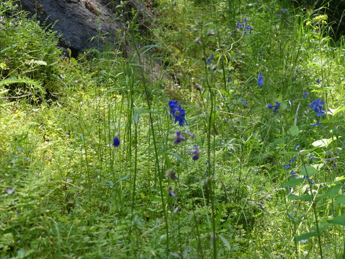 Image of Delphinium sutherlandii by (c) Aiva Noringseth, some rights reserved (CC BY)