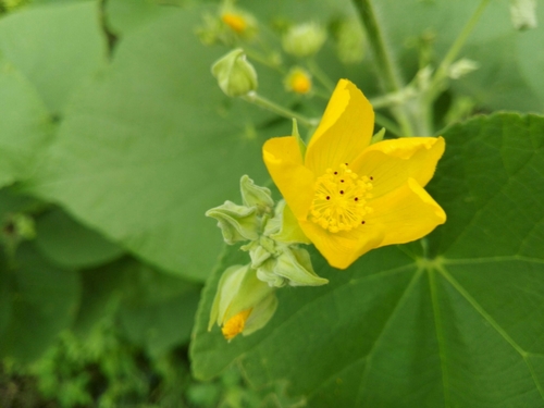 Abutilon grandiflorum, photographed by an iNaturalist contributor
