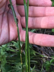 Carex dipsacea