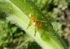 Strauzia longipennis