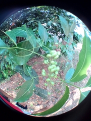 Magnoliopsida