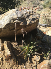 Dudleya saxosa
