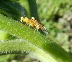 Strauzia longipennis