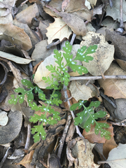 Hydrophylloideae