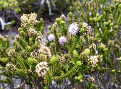 Stilbe ericoides