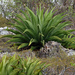 Agave caymanensis - Photo (c) Holly Greening,  זכויות יוצרים חלקיות (CC BY-NC), הועלה על ידי Holly Greening