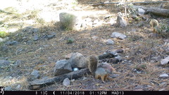 Sciurus nayaritensis apache