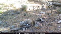 Sciurus nayaritensis apache