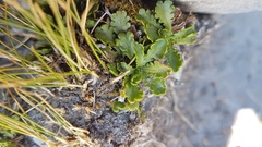 Brachyscome sinclairii